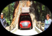 Redwood_National_and_State_Parks Redwood_National_and_State_Parks