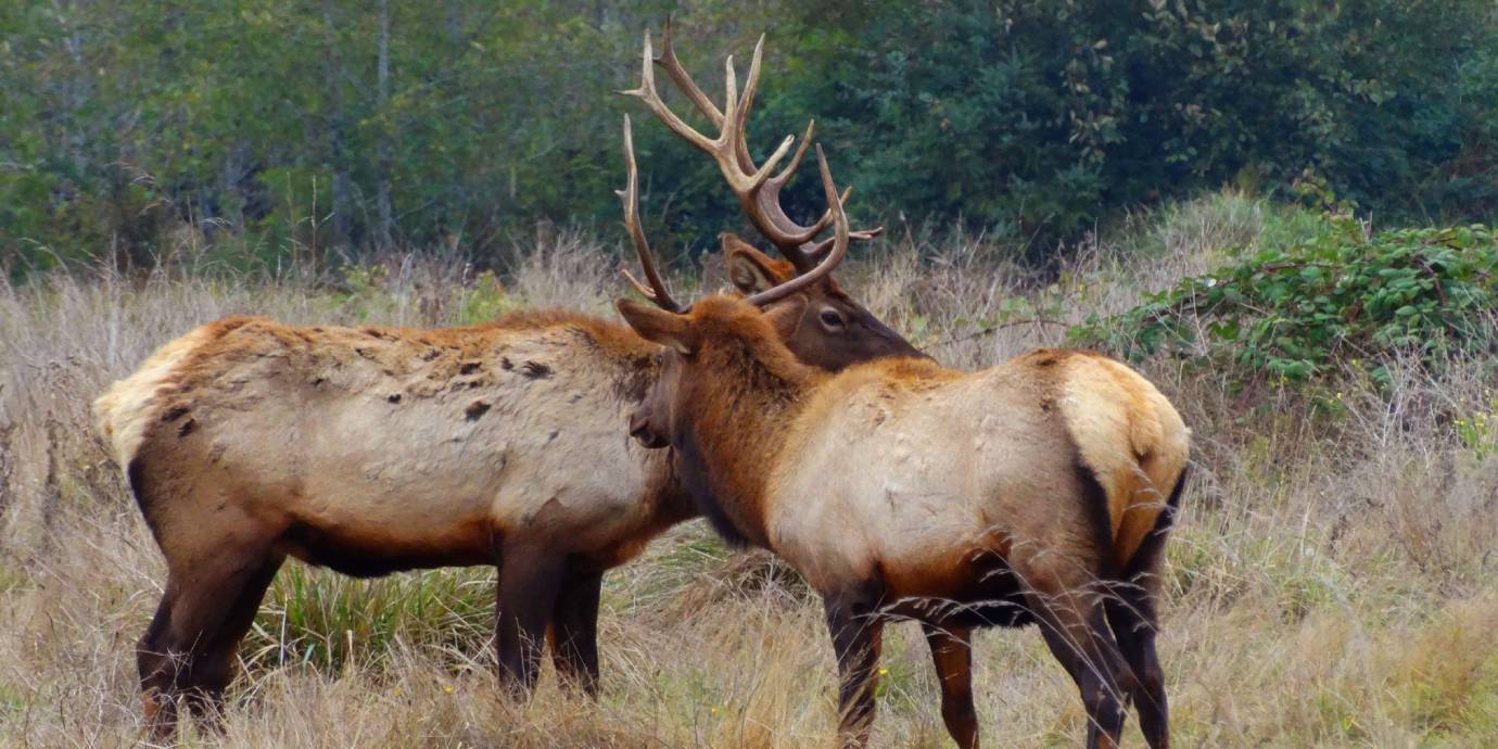 California-Redwoods-Tours-Elk-Wildlife