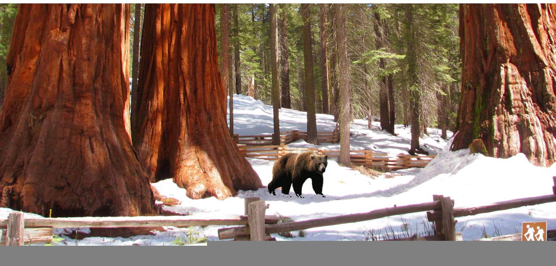 Discover-Yosemite-Giant-Sequoias Discover-Yosemite-Giant-Sequoias