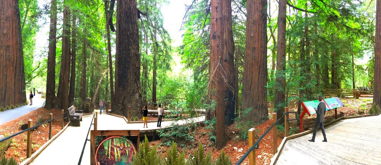 Giant-Redwood-Trees-Visit-Forests-of-Redwoods-in-Big-Sur-Pfeiffer-State-Park