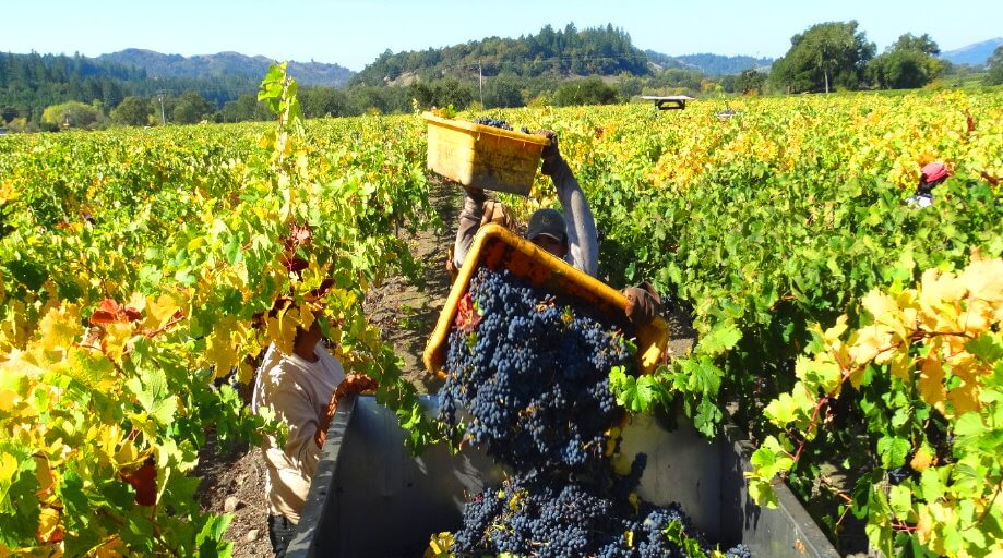 Napa-Valley-Harvest-Season-Celebrate-Grapes.jpg