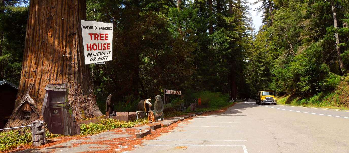 Redwood-National-Park-Tours-from-San-Francisco