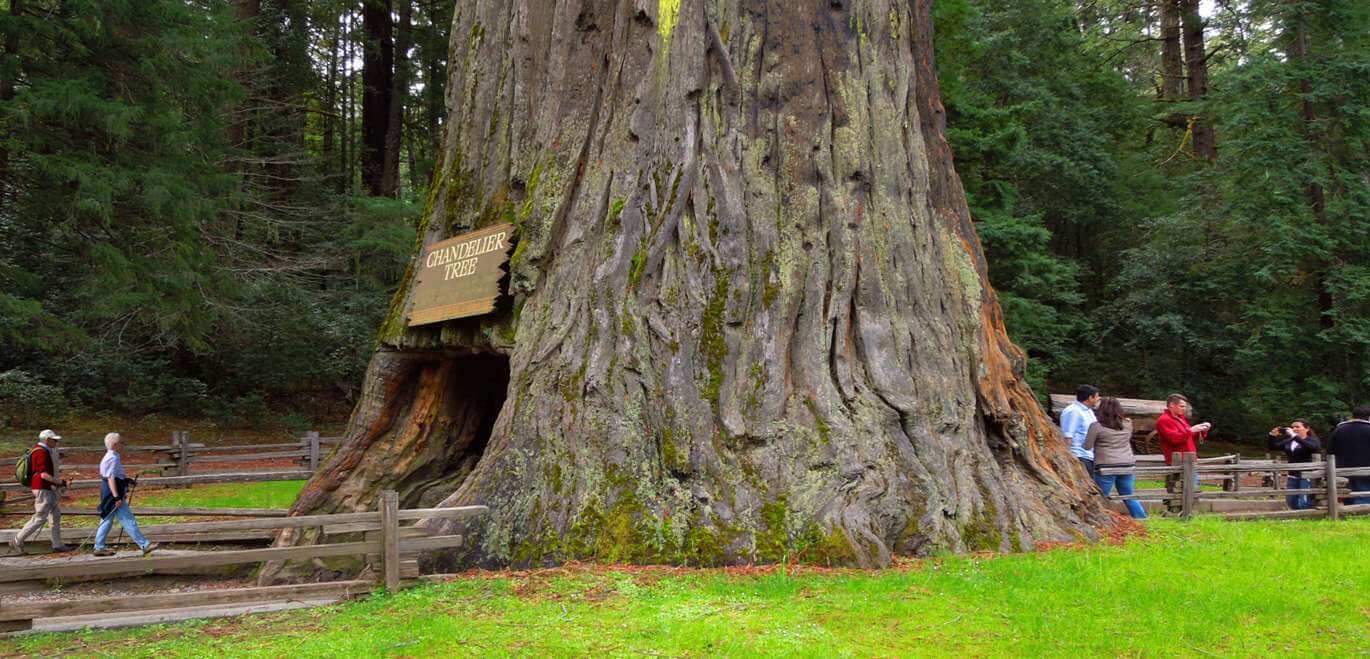 See-Tall-Trees-at-Redwoods-State-and-National-Parks