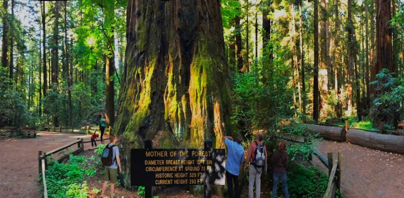 Visit-Big-Basin-Giant-Redwoods