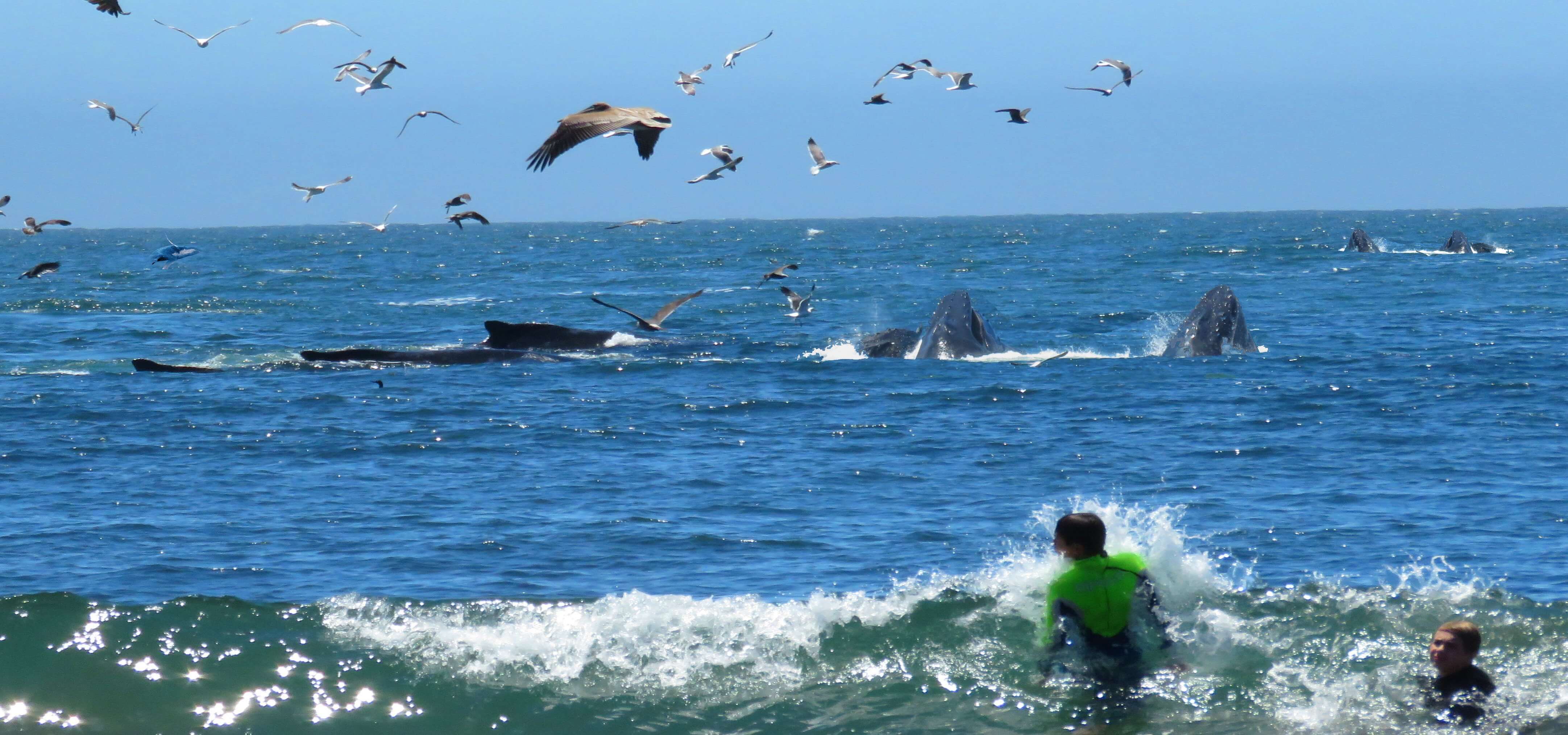 Whale-Watching-in-San-Francisco
