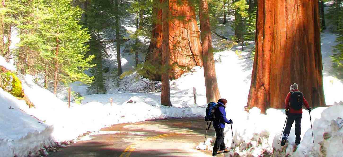 Yosemite_National_Park_Trip_Reviews_Giant_Sequoias_guided_tour_testimonials