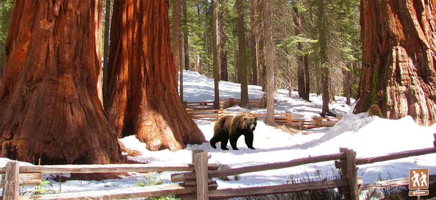 Yosemite_Private_Tours_and_Giant_Sequoias_Tour_from_San_Francisco_California_Parks_Activities