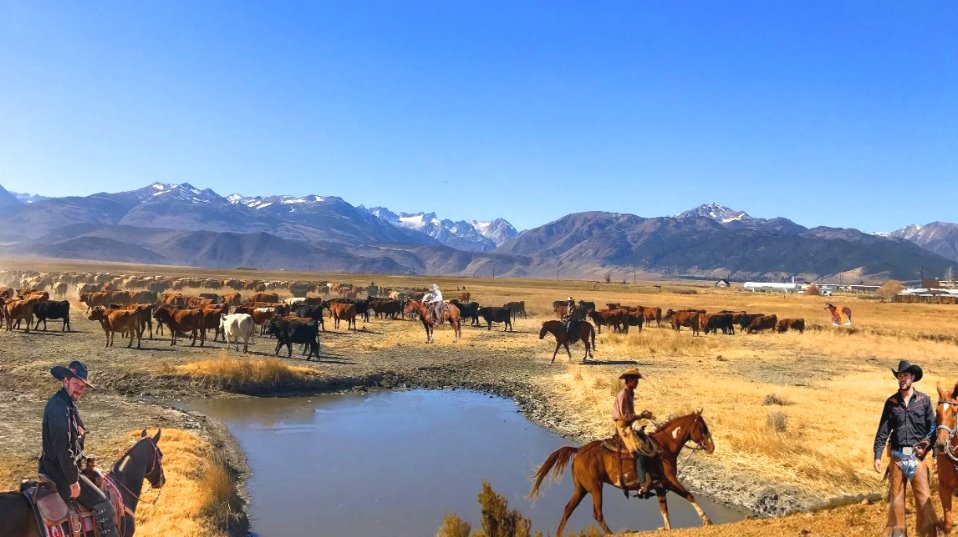 american_cowboys_drive__cattle__old_wild_western_downs_