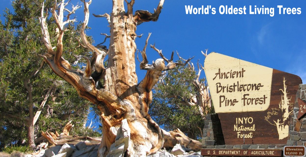 bristlecone_pine_trees_world's_oldest_living_trees_white_mountains.jpg