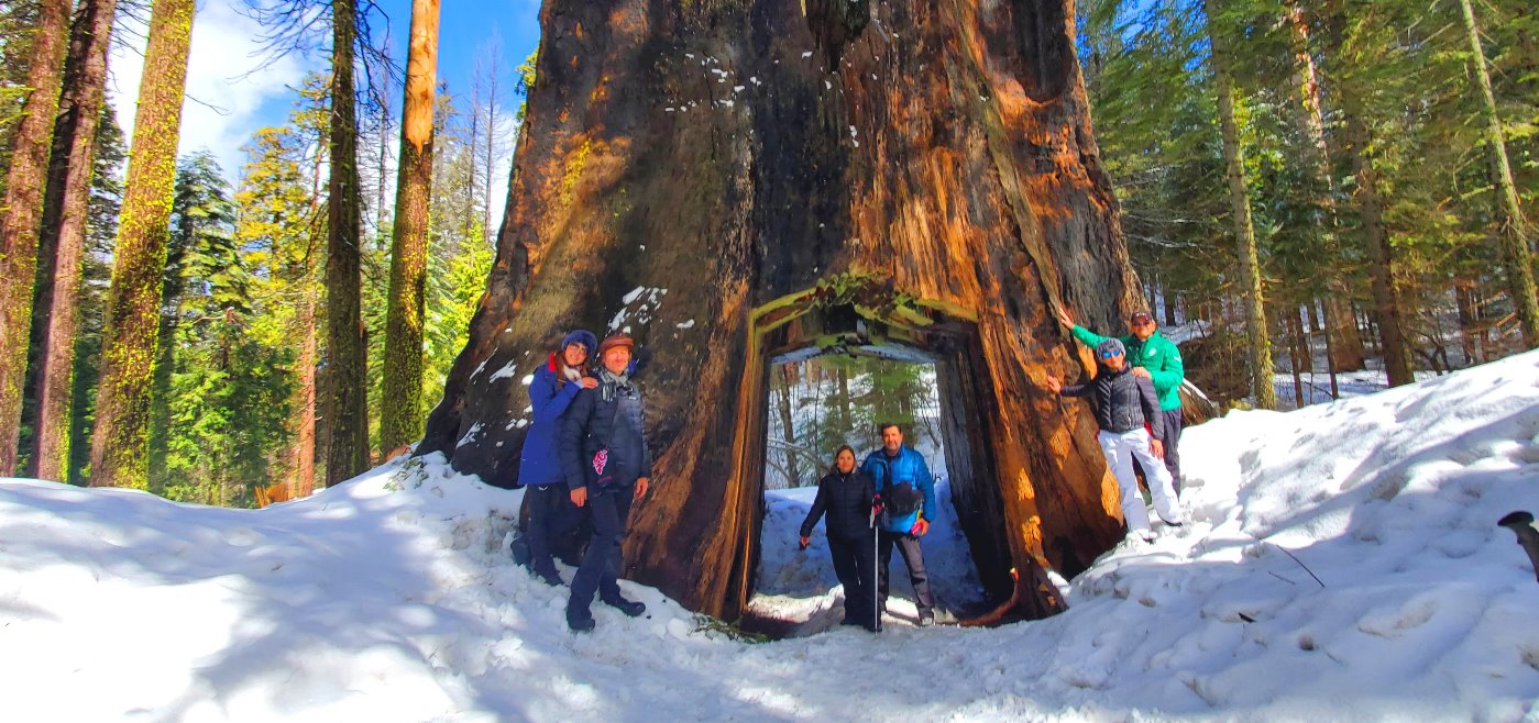 giant_sequoia_trees__hike_trail_on_the_snow__in_yosemite_in_winter