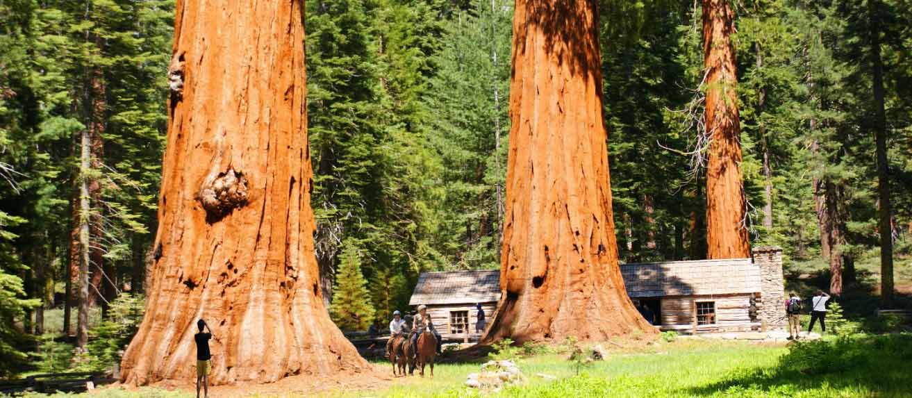 giant_sequoias__of__yosemite_mariposa_grove_sequoias22_trees