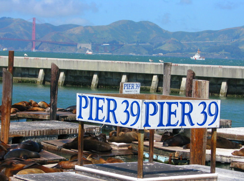 pier_39_san_francisco,_restaurants,_attractions,_sea_lions.jpg