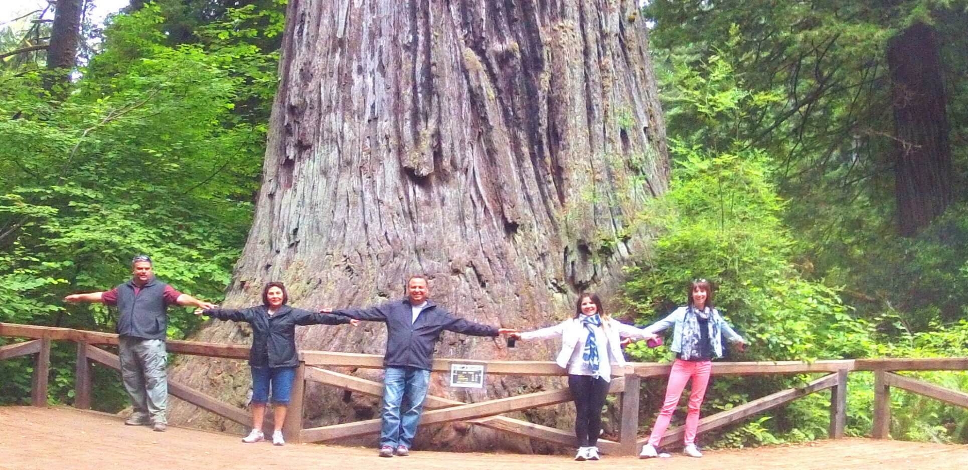 redwood-national-park-giant-trees-sequoia-national-park
