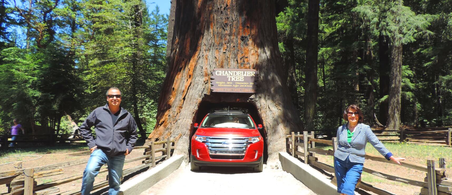redwood-national-park-must-see-places-redwoods