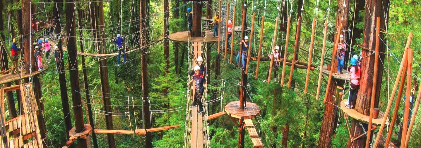 redwoods-canopy-tours-and-zipline-adventure-giant-rredwoods