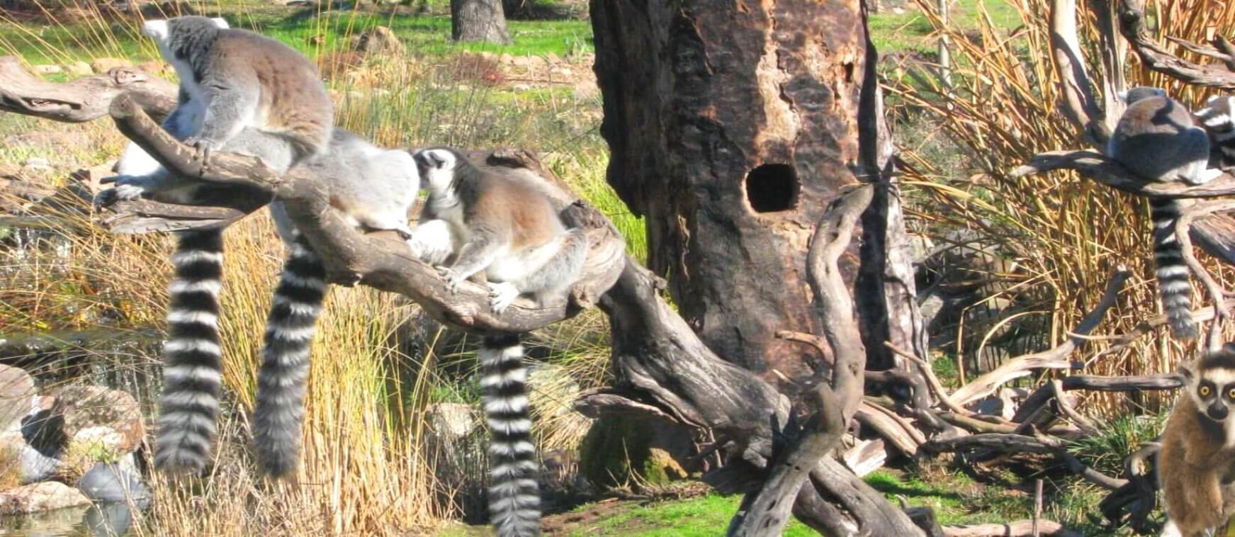 safari_wild_animal_park_tour_and_redwoods