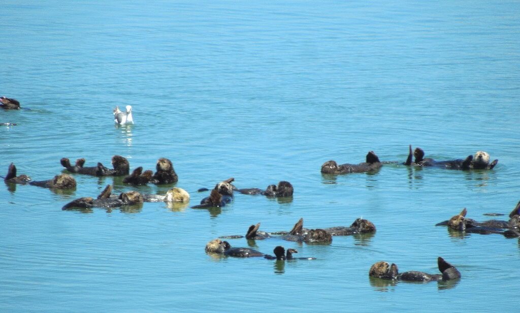 sea-otters-outdoor-adventures-family-activities.jpg