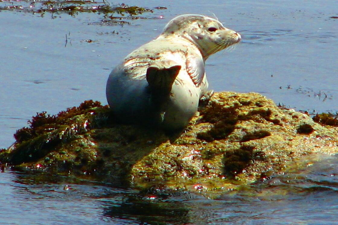 seal-harbor-seals-outdoor-activities.jpg