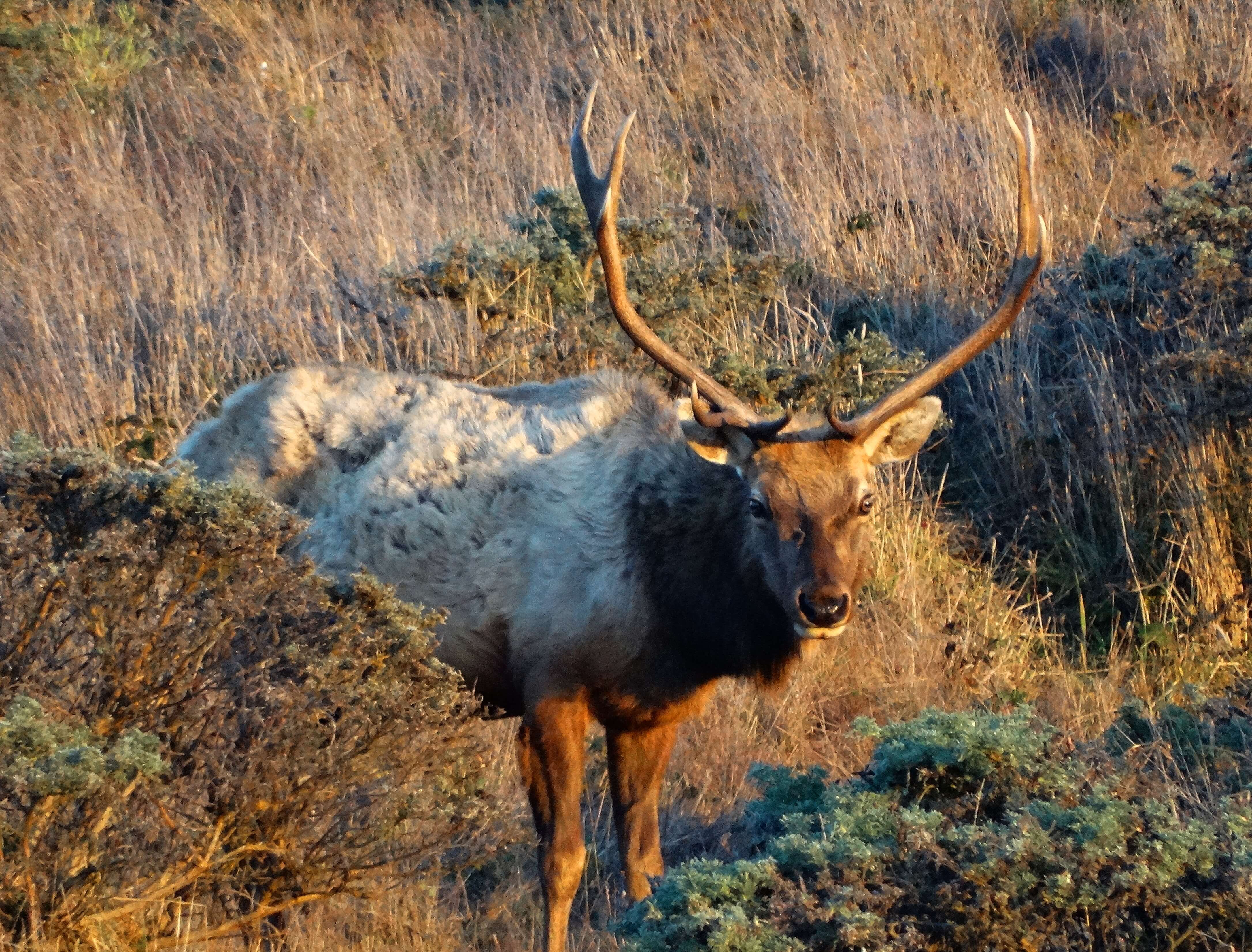tule-elk-of-point-reyes.jpg