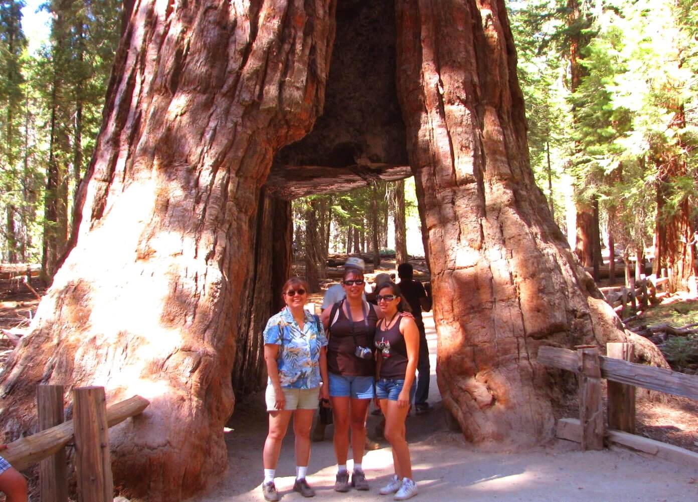 tunnel_tree_hik_hike_guide_to_mariposa_grove_of_giant_sequoias.jpg