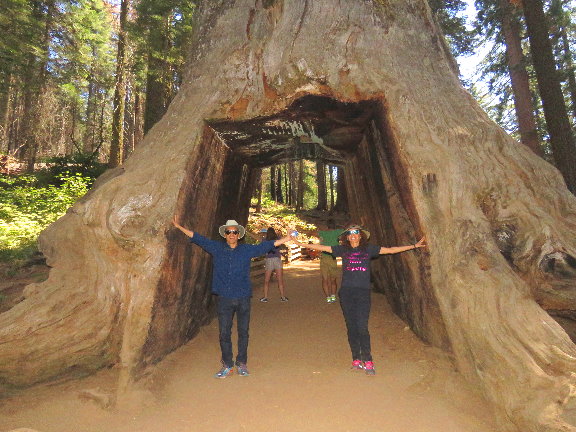 tuolumne_grove_of_giant_sequoias_things_to_see_in_yosemite.jpg