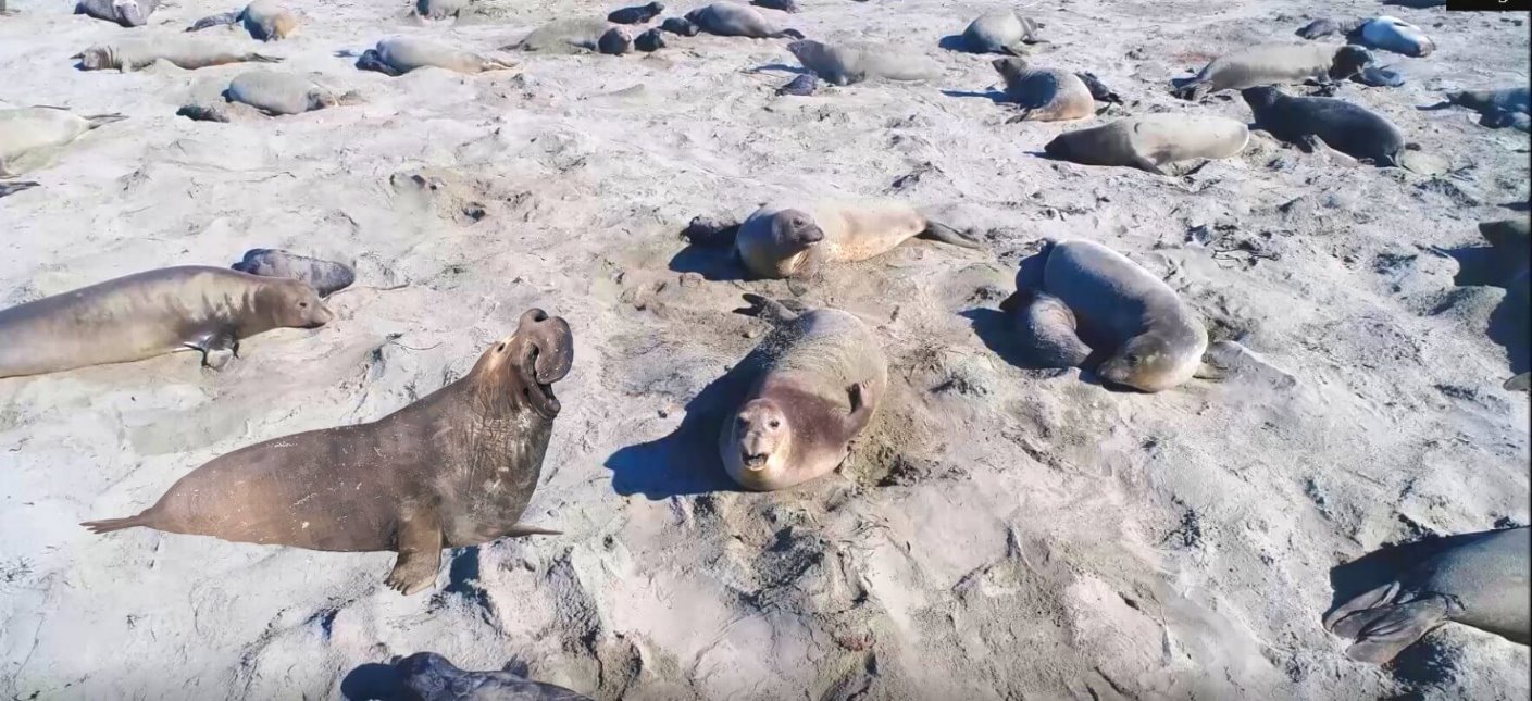 view-elephant_seals_on_california_coast_beache