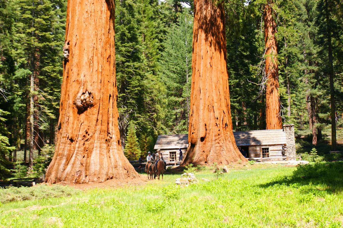 walk_to_mariposa_grove_of_giant_sequoia_trees_in_yosemite_park.jpg
