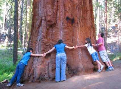 yosemite_hikes_tuolumne_grove_of_giant_sequoias.jpg