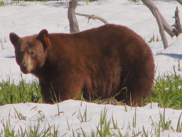 yosemite sights BEAR PHOTO.JPG