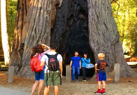 Big_Basin_Redwoods_State_Park_tours_silicon_valley_san_jose_.JPG