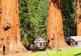 Walk_to_Mariposa_Grove_of_Giant_Sequoia_Trees_in_Yosemite_Park.JPG