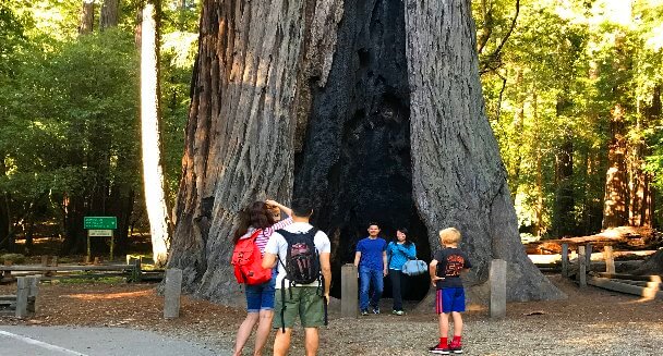 /storage/images/homepage/redwoods-wine-monterey/Big-Basin-State-Park-Redwoods-Big-Trees-Trail-Redwood-Forests-Hneri-Cowell-Santa-Cruz.jpg