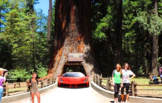 /storage/images/homepage/redwoods-wine-monterey/Visit_Leggett's_world-famous_drive-thru_tree-small.jpg