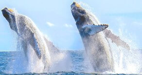 whales-watching-toursf-monterey-ca-tour.jpg